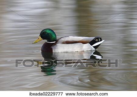 "Mallard (Anas platyrhynchos), drake in breeding plumage, swimming in a pond, Germany, Europe" View Large Photo Image Stock Photo - "Mallard (Anas platyrhynchos), drake in breeding plumage, swimming in a pond, Germany, Europe". Fotosearch