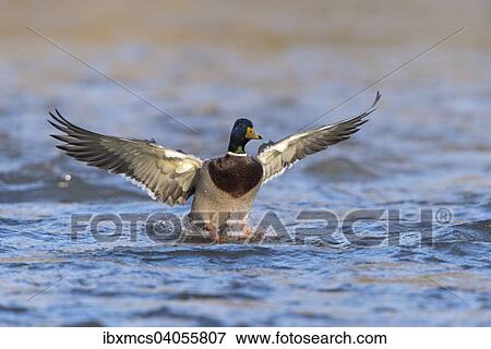 "Mallard (Anas platyrhynchos), drake in flight, North Hesse, Hesse, Germany, Europe" View Large Photo Image Stock Photo - "Mallard (Anas platyrhynchos), drake in flight, North Hesse, Hesse, Germany, Europe". Fotosearch