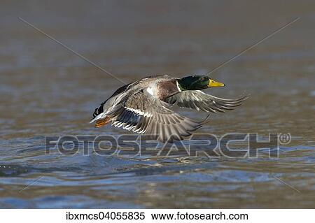 "Mallard (Anas platyrhynchos), drake in flight, North Hesse, Hesse, Germany, Europe" View Large Photo Image Stock Photography - "Mallard (Anas platyrhynchos), drake in flight, North Hesse, Hesse, Germany, Europe". Fotosearch