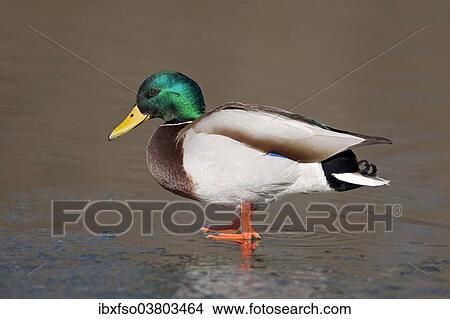 "Mallard (Anas platyrhynchos), drake standing in water, Thuringia, Germany, Europe" View Large Photo Image Picture - "Mallard (Anas platyrhynchos), drake standing in water, Thuringia, Germany, Europe". Fotosearch