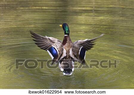 "Mallard (Anas platyrhynchos), drake flapping its wings, Bavaria, Germany, Europe" View Large Photo Image Picture - "Mallard (Anas platyrhynchos), drake flapping its wings, Bavaria, Germany, Europe". Fotosearch