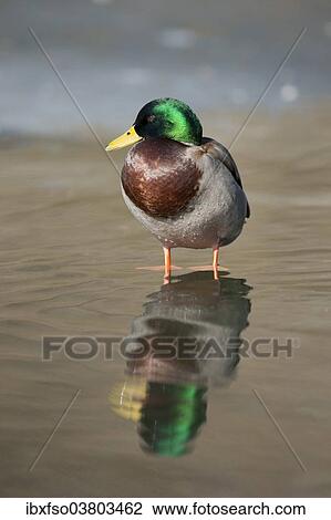 "Mallard (Anas platyrhynchos), drake standing in water, Thuringia, Germany, Europe" View Large Photo Image Stock Image - "Mallard (Anas platyrhynchos), drake standing in water, Thuringia, Germany, Europe". Fotosearch