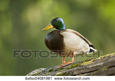 Stock Image - "Mallard (Anas platyrhynchos), drake standing on a wooden roof, Bavaria, Germany, Europe". Fotosearch