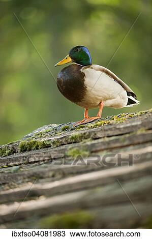 "Mallard (Anas platyrhynchos), drake standing on a wooden roof, Bavaria, Germany, Europe" View Large Photo Image Stock Image - "Mallard (Anas platyrhynchos), drake standing on a wooden roof, Bavaria, Germany, Europe". Fotosearch