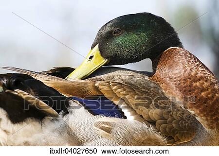 "Mallard (Anas platyrhynchos), drake, grooming" View Large Photo Image Stock Image - "Mallard (Anas platyrhynchos), drake, grooming". Fotosearch