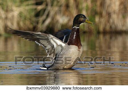 "Mallard (Anas platyrhynchos) drake flapping its wings, Lake Muritz area, Mecklenburg Lake District or Mecklenburg Lakeland, Mecklenburg-Western Pomerania, Germany, Europe" View Large Photo Image Stock Image - "Mallard (Anas platyrhynchos) drake flapping its wings, Lake Muritz area, Mecklenburg Lake District or Mecklenburg Lakeland, Mecklenburg-Western Pomerania, Germany, Europe". Fotosearch