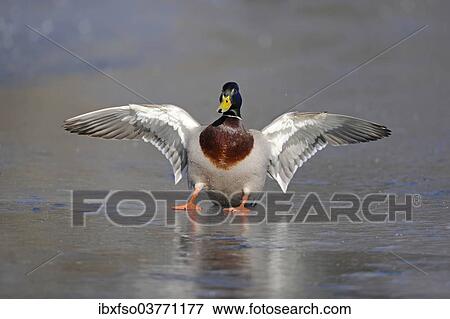 "Mallard (Anas platyrhynchos) drake, landing on a frozen pond, Thuringia, Germany, Europe" View Large Photo Image Stock Photo - "Mallard (Anas platyrhynchos) drake, landing on a frozen pond, Thuringia, Germany, Europe". Fotosearch