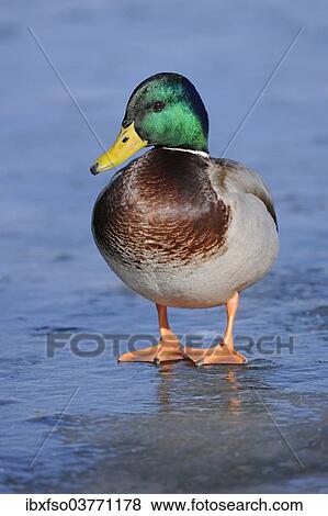 "Mallard (Anas platyrhynchos), drake, standing on a frozen pond, Thuringia, Germany, Europe" View Large Photo Image Stock Photo - "Mallard (Anas platyrhynchos), drake, standing on a frozen pond, Thuringia, Germany, Europe". Fotosearch