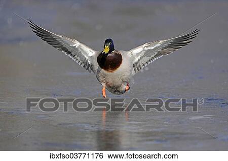 "Mallard (Anas platyrhynchos), drake, landing on a frozen pond, Thuringia, Germany, Europe" View Large Photo Image Stock Photograph - "Mallard (Anas platyrhynchos), drake, landing on a frozen pond, Thuringia, Germany, Europe". Fotosearch