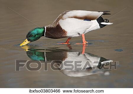 "Mallard (Anas platyrhynchos), drake standing in water drinking, Thuringia, Germany, Europe" View Large Photo Image Stock Photograph - "Mallard (Anas platyrhynchos), drake standing in water drinking, Thuringia, Germany, Europe". Fotosearch