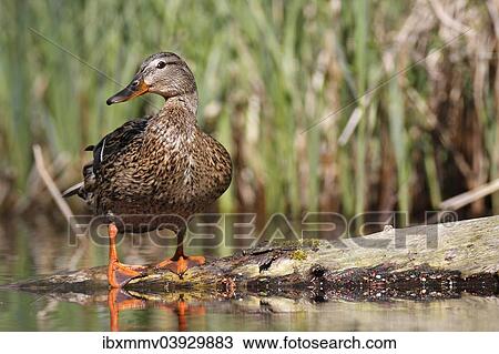 "Mallard (Anas platyrhynchos) female in its habitat, Lake Muritz area, Mecklenburg Lake District or Mecklenburg Lakeland, Mecklenburg-Western Pomerania, Germany, Europe" View Large Photo Image Stock Image - "Mallard (Anas platyrhynchos) female in its habitat, Lake Muritz area, Mecklenburg Lake District or Mecklenburg Lakeland, Mecklenburg-Western Pomerania, Germany, Europe". Fotosearch