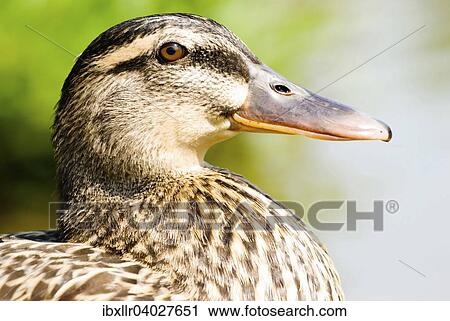 "Mallard (Anas platyrhynchos), female" View Large Photo Image Stock Image - "Mallard (Anas platyrhynchos), female". Fotosearch