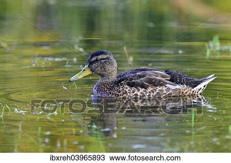 Stock Image - "Mallard (Anas platyrhynchos), female, Tyrol, Austria, Europe". Fotosearch