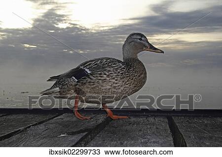 "Mallard (Anas platyrhynchos), female, Baden-Wuerttemberg, Germany, Europe" View Large Photo Image Stock Image - "Mallard (Anas platyrhynchos), female, Baden-Wuerttemberg, Germany, Europe". Fotosearch