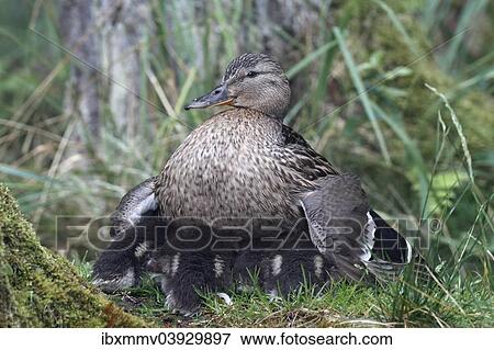 "Mallard (Anas platyrhynchos), female, protecting its ducklings, Lake Muritz area, Mecklenburg Lake District or Mecklenburg Lakeland, Mecklenburg-Western Pomerania, Germany, Europe" View Large Photo Image Stock Photo - "Mallard (Anas platyrhynchos), female, protecting its ducklings, Lake Muritz area, Mecklenburg Lake District or Mecklenburg Lakeland, Mecklenburg-Western Pomerania, Germany, Europe". Fotosearch