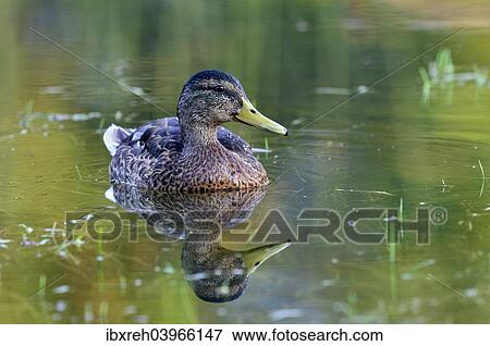 "Mallard (Anas platyrhynchos), female, Tyrol, Austria, Europe" View Large Photo Image Stock Photo - "Mallard (Anas platyrhynchos), female, Tyrol, Austria, Europe". Fotosearch