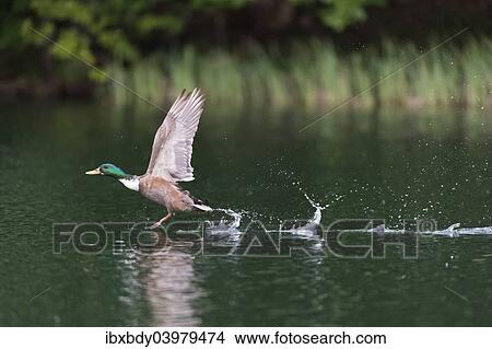 Picture - "Mallard (Anas platyrhynchos), male, taking off from a lake, Mecklenburg-Western Pomerania, Germany, Europe". Fotosearch