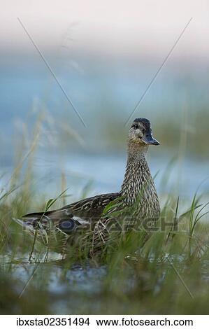 "Mallard (Anas platyrhynchos) on the banks near Konstanz on Lake Constance, Baden-Wuerttemberg, Germany, Europe, PublicGround, Europe" View Large Photo Image Picture - "Mallard (Anas platyrhynchos) on the banks near Konstanz on Lake Constance, Baden-Wuerttemberg, Germany, Europe, PublicGround, Europe". Fotosearch