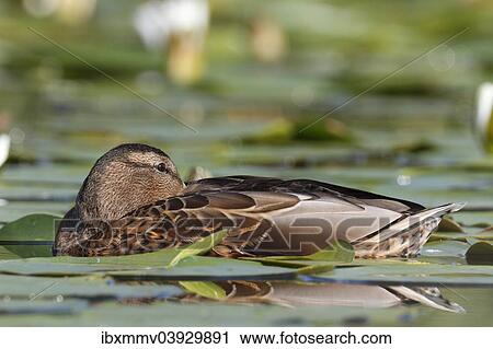 "Mallard (Anas platyrhynchos) resting amongst water lilies, Lake Muritz area, Mecklenburg Lake District or Mecklenburg Lakeland, Mecklenburg-Western Pomerania, Germany, Europe" View Large Photo Image Stock Image - "Mallard (Anas platyrhynchos) resting amongst water lilies, Lake Muritz area, Mecklenburg Lake District or Mecklenburg Lakeland, Mecklenburg-Western Pomerania, Germany, Europe". Fotosearch