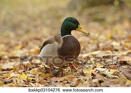 "Mallard (Anas platyrhynchos) standing on autumn leaves, Leipzig, Saxony, Germany, Europe" View Large Photo Image Stock Photograph - "Mallard (Anas platyrhynchos) standing on autumn leaves, Leipzig, Saxony, Germany, Europe". Fotosearch