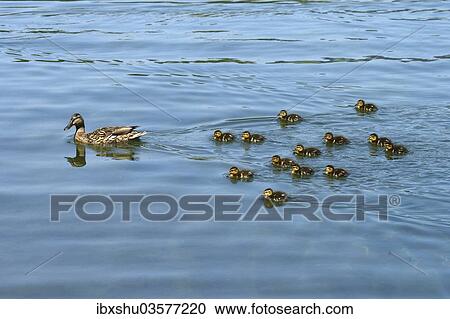 Stock Image - "Mallard (Anas platyrhynchos) swimming with ducklings, Lake Lucerne, Luzern, Canton of Lucerne, Switzerland, Europe". Fotosearch