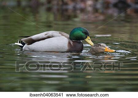 "Mallards (Anas platyrhinchos), mating, Emsland, Lower Saxony, Germany, Europe" View Large Photo Image Stock Image - "Mallards (Anas platyrhinchos), mating, Emsland, Lower Saxony, Germany, Europe". Fotosearch