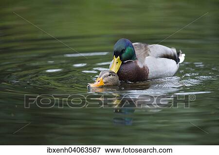 Stock Photo - "Mallards (Anas platyrhinchos), mating, Emsland, Lower Saxony, Germany, Europe". Fotosearch