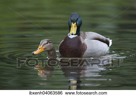 "Mallards (Anas platyrhinchos), mating, Emsland, Lower Saxony, Germany, Europe" View Large Photo Image Stock Photograph - "Mallards (Anas platyrhinchos), mating, Emsland, Lower Saxony, Germany, Europe". Fotosearch
