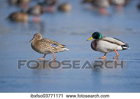 "Mallards (Anas platyrhynchos), male and a female walking on a frozen pond, Thuringia, Germany, Europe" View Large Photo Image Stock Image - "Mallards (Anas platyrhynchos), male and a female walking on a frozen pond, Thuringia, Germany, Europe". Fotosearch