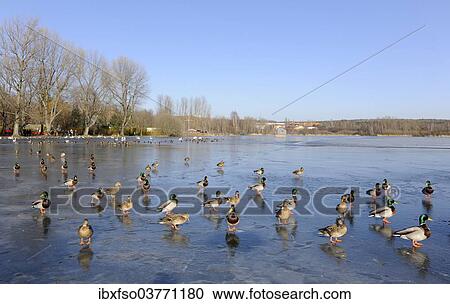 "Mallards (Anas platyrhynchos), standing on a frozen pond, Ilmenau, Thuringia, Germany, Europe" View Large Photo Image Stock Image - "Mallards (Anas platyrhynchos), standing on a frozen pond, Ilmenau, Thuringia, Germany, Europe". Fotosearch