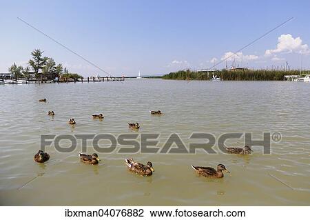 "Mallards on Lake Neusiedl, Neusiedl am See, Northern Burgenland, Burgenland, Austria, Europe" View Large Photo Image Stock Image - "Mallards on Lake Neusiedl, Neusiedl am See, Northern Burgenland, Burgenland, Austria, Europe". Fotosearch
