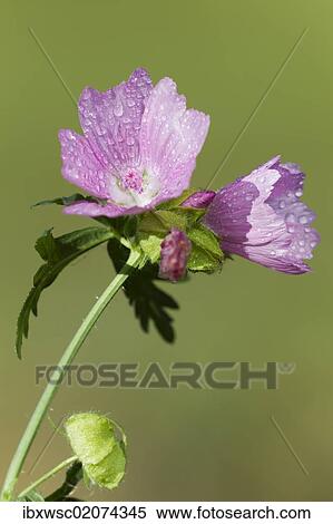 Mallow (Malva) View Large Photo Image Stock Photography - Mallow (Malva). Fotosearch