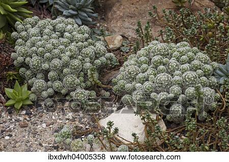 Stock Photo - "Mammillaria gracilis cactus, native to Mexico". Fotosearch