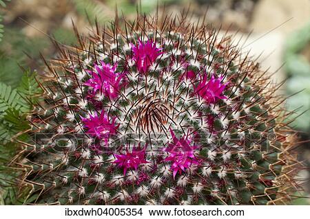 "Mammillaria polythele cactus, native to Mexico" View Large Photo Image Picture - "Mammillaria polythele cactus, native to Mexico". Fotosearch
