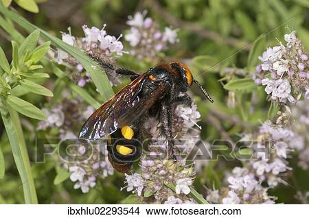 "Mammoth wasp (Megascolia maculata flavifrons) searching for nectar on a thyme bush, near Lake Kerkini, Greece, Europe" View Large Photo Image Picture - "Mammoth wasp (Megascolia maculata flavifrons) searching for nectar on a thyme bush, near Lake Kerkini, Greece, Europe". Fotosearch