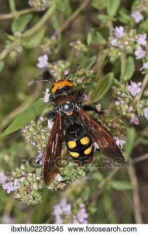 "Mammoth wasp (Megascolia maculata flavifrons) searching for nectar on a thyme bush, near Lake Kerkini, Greece, Europe" View Large Photo Image Stock Photography - "Mammoth wasp (Megascolia maculata flavifrons) searching for nectar on a thyme bush, near Lake Kerkini, Greece, Europe". Fotosearch