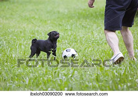 Man playing football with a pug on a grass field View Large Photo Image Stock Image - Man playing football with a pug on a grass field. Fotosearch