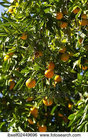 Stock Photograph - "Mandarin (Citrus reticulata) on the tree, Sirince, Turkey, Asia". Fotosearch