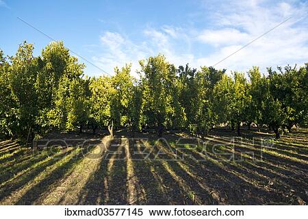 "Mandarin (Citrus reticulata) orchard, Gisborne Region, North Island, New Zealand, Oceania" View Large Photo Image Stock Photography - "Mandarin (Citrus reticulata) orchard, Gisborne Region, North Island, New Zealand, Oceania". Fotosearch