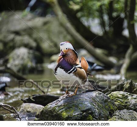 Mandarin Duck (Aix galericulata) at a creek View Large Photo Image Stock Image - Mandarin Duck (Aix galericulata) at a creek. Fotosearch