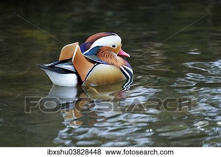 Stock Photo - "Mandarin Duck (Aix galericulata), Lake Zug, Canton of Zug, Switzerland, Europe". Fotosearch