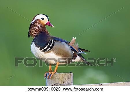 "Mandarin Duck (Aix galericulata), male, drake, perched on a fence post, Texel, North Holland, The Netherlands, Europe" View Large Photo Image Stock Image - "Mandarin Duck (Aix galericulata), male, drake, perched on a fence post, Texel, North Holland, The Netherlands, Europe". Fotosearch