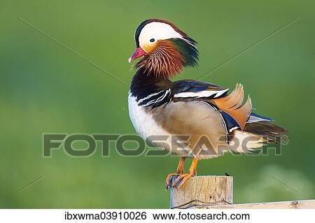 "Mandarin Duck (Aix galericulata), male, drake, perched on a fence post, Texel, North Holland, The Netherlands, Europe" View Large Photo Image Stock Photograph - "Mandarin Duck (Aix galericulata), male, drake, perched on a fence post, Texel, North Holland, The Netherlands, Europe". Fotosearch