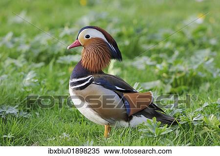 "Mandarin Duck (Aix galericulata), drake" View Large Photo Image Stock Photography - "Mandarin Duck (Aix galericulata), drake". Fotosearch