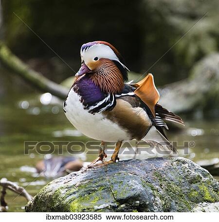 "Mandarin Duck (Aix galericulata), Drake, on stone" View Large Photo Image Stock Photography - "Mandarin Duck (Aix galericulata), Drake, on stone". Fotosearch