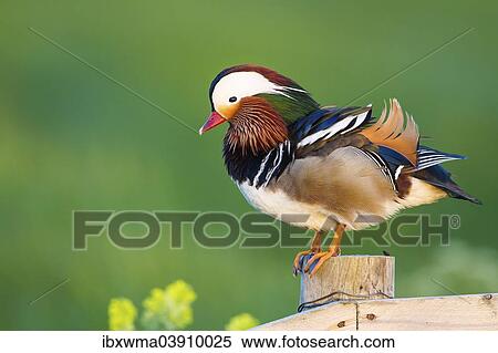 "Mandarin Duck (Aix galericulata), male, drake, perched on a fence post, Texel, North Holland, The Netherlands, Europe" View Large Photo Image Stock Photography - "Mandarin Duck (Aix galericulata), male, drake, perched on a fence post, Texel, North Holland, The Netherlands, Europe". Fotosearch