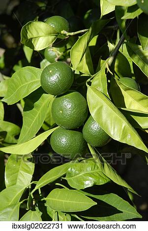 "Mandarin tree (Citrus reticulata), branch with leaves and unripe fruits, Zadar, Dalmatia region, Croatia, Europe" View Large Photo Image Stock Image - "Mandarin tree (Citrus reticulata), branch with leaves and unripe fruits, Zadar, Dalmatia region, Croatia, Europe". Fotosearch