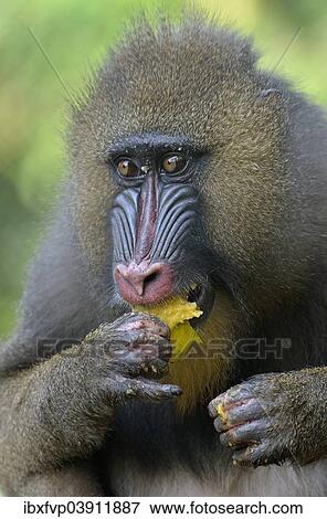 "Mandrill (Mandrillus sphinx) feeding, female, animal portrait, captive, South-West Region, Cameroon, Africa" View Large Photo Image Stock Photo - "Mandrill (Mandrillus sphinx) feeding, female, animal portrait, captive, South-West Region, Cameroon, Africa". Fotosearch