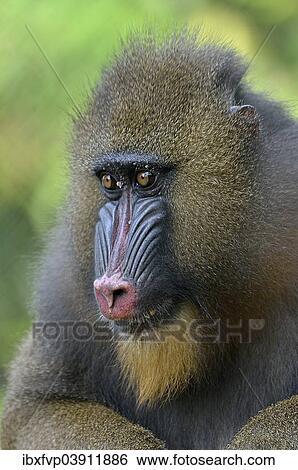 "Mandrill (Mandrillus sphinx), female, animal portrait, captive, South-West Region, Cameroon, Africa" View Large Photo Image Stock Photograph - "Mandrill (Mandrillus sphinx), female, animal portrait, captive, South-West Region, Cameroon, Africa". Fotosearch