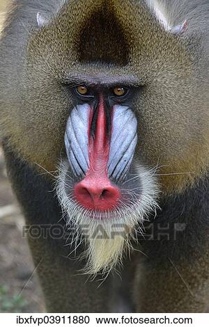 "Mandrill (Mandrillus sphinx), male, animal portrait, captive, South-West Region, Cameroon, Africa" View Large Photo Image Stock Image - "Mandrill (Mandrillus sphinx), male, animal portrait, captive, South-West Region, Cameroon, Africa". Fotosearch